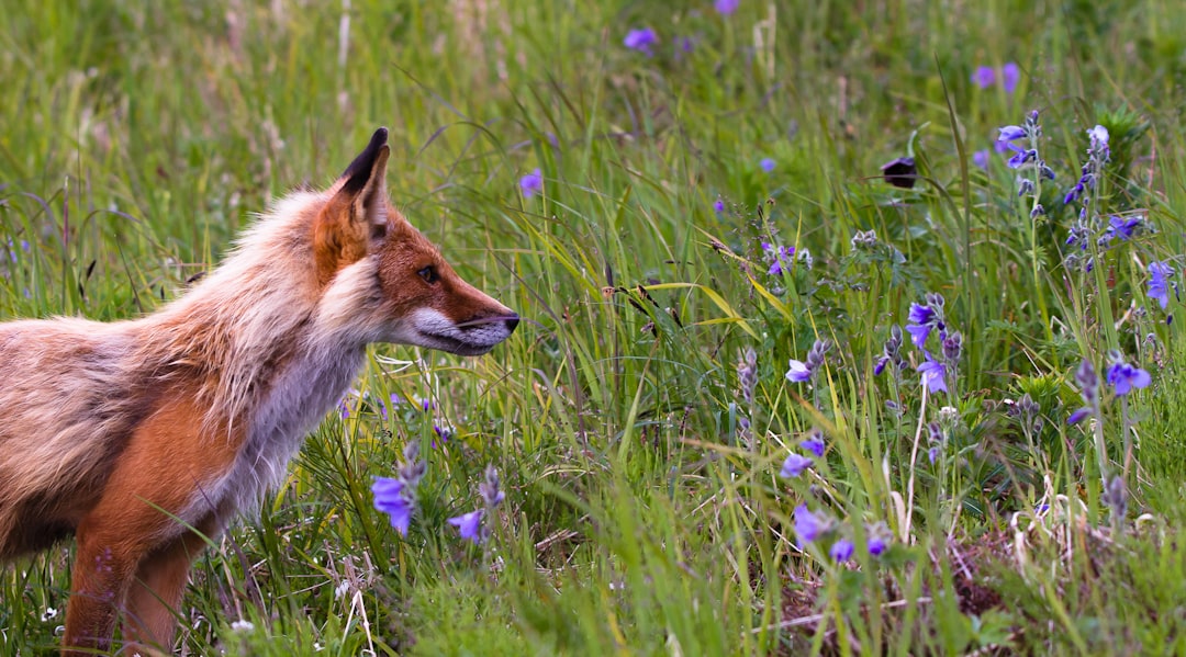 Photo Lily and Fox